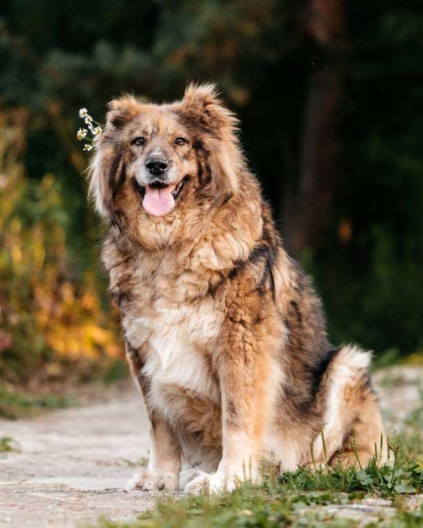 Собаки в Москве: Метис кавказской овчарки Ассоль в добрые руки Мальчик, Бесплатно - фото 3