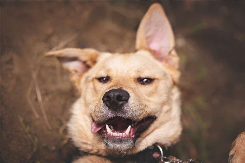 Собаки в Москве: Чудесный пёс Дэнвер в добрые руки. Мальчик, Бесплатно - фото 5