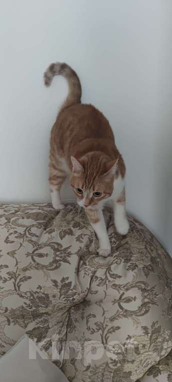 Кошки в Москве: Рыжая кошечка Девочка, Бесплатно - фото 1