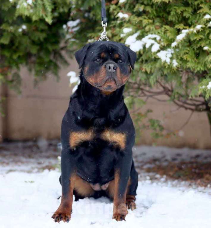 Собаки в Рязани: Щенки ротвейлерр Девочка, 50 000 руб. - фото 7