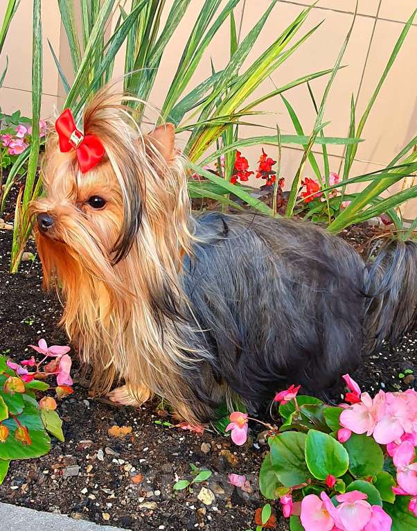 Собаки в Москве: МИНИ МАЛЬЧИК РКФ Мальчик, 45 руб. - фото 3