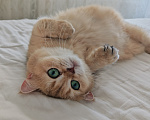 Кошки в других городах Краснодарского края: шотландские котята золотая шиншилла Разнополые, 25 000 руб. - фото 2