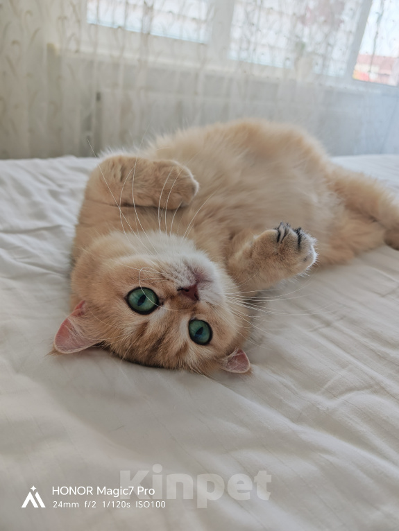 Кошки в других городах Краснодарского края: шотландские котята золотая шиншилла Разнополые, 25 000 руб. - фото 2