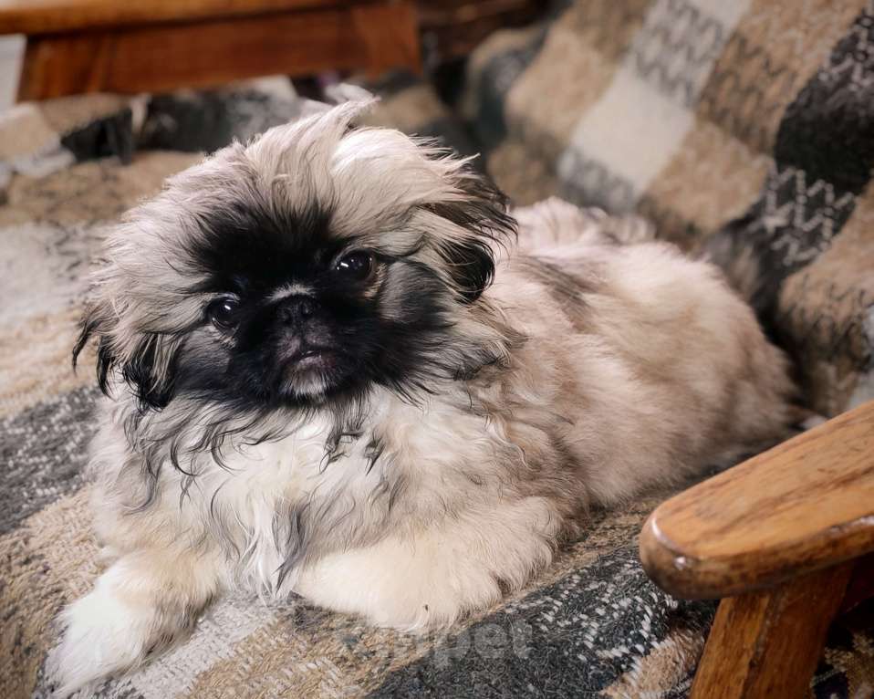 Собаки в Кургане: Щенок пекинеса Мальчик, 18 000 руб. - фото 3