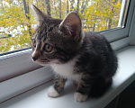 Кошки в Санкт-Петербурге: Котенок Эля Девочка, Бесплатно - фото 2