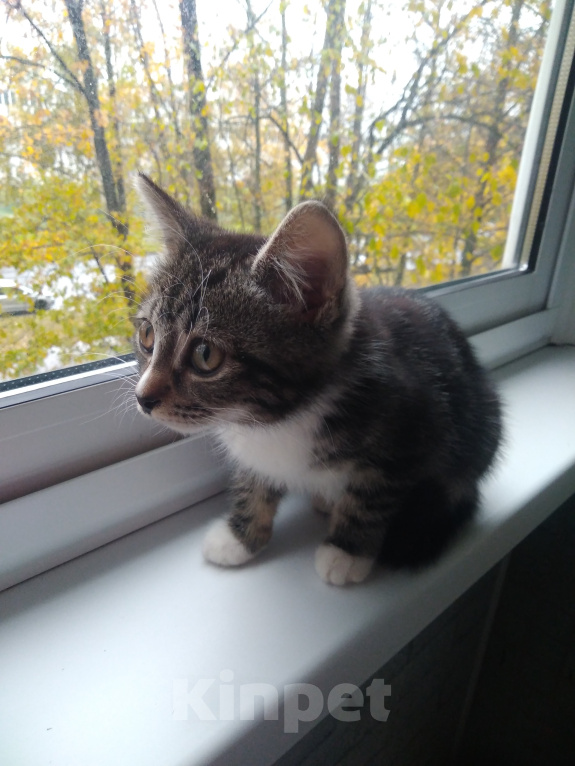 Кошки в Санкт-Петербурге: Котенок Эля Девочка, Бесплатно - фото 2