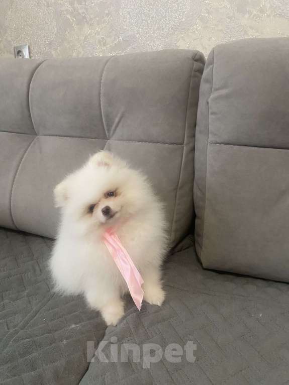 Собаки в Кемерово: Продажа щенков немецкого шпица Девочка, 45 000 руб. - фото 1