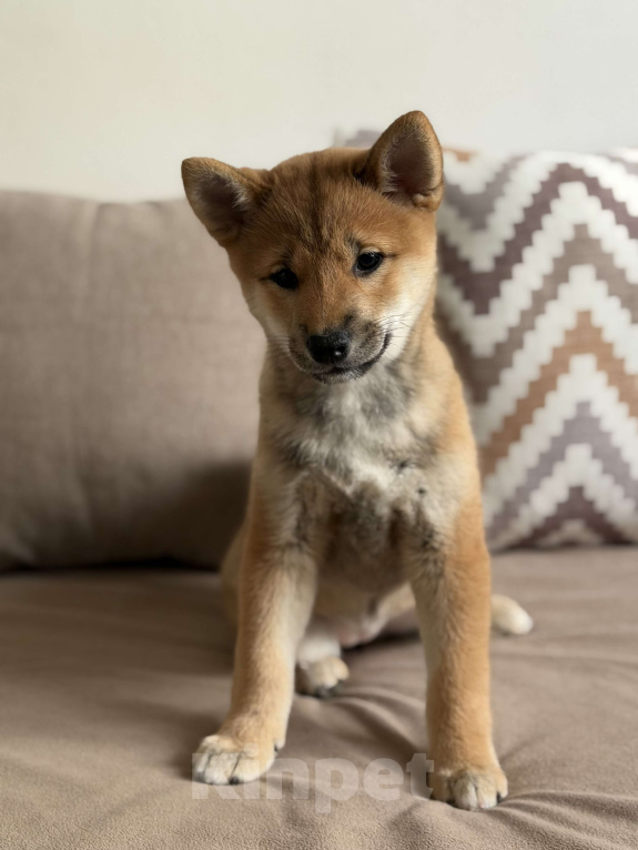Собаки в Севастополе: Сиба-ину щенок девочка Девочка, 60 000 руб. - фото 6