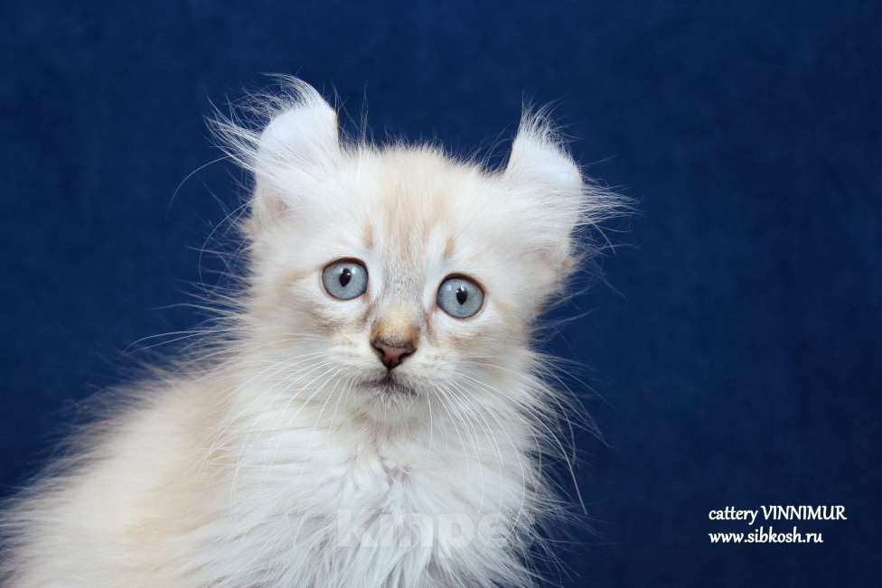 Кошки в Санкт-Петербурге: Котенок американский кёрл Девочка, Бесплатно - фото 2