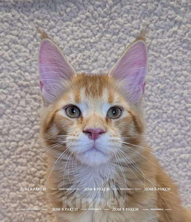 Кошки в других городах Ленинградской области: Кот мейн-кун Y’Zeus Raksi Line Мальчик, Бесплатно - фото 5