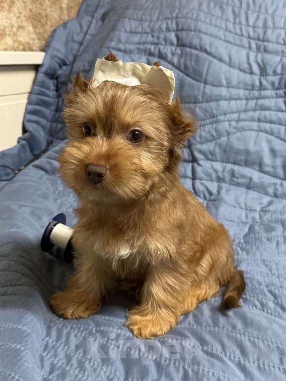 Собаки в Жуковском: Очаровательные щенки цветного йорка Мальчик, 15 000 руб. - фото 4