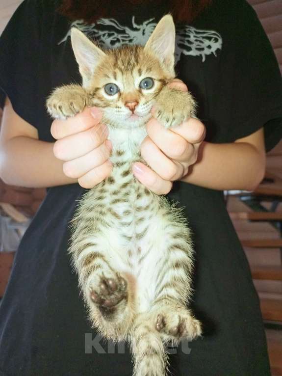 Кошки в Касимове: Бенгальские котята Мальчик, 3 000 руб. - фото 4