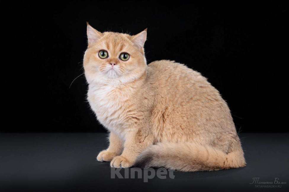 Кошки в Москве: роскошный шотландский кот Мальчик, 90 000 руб. - фото 1