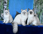 Кошки в Москве: Котята Невские маскарадные Девочка, Бесплатно - фото 1
