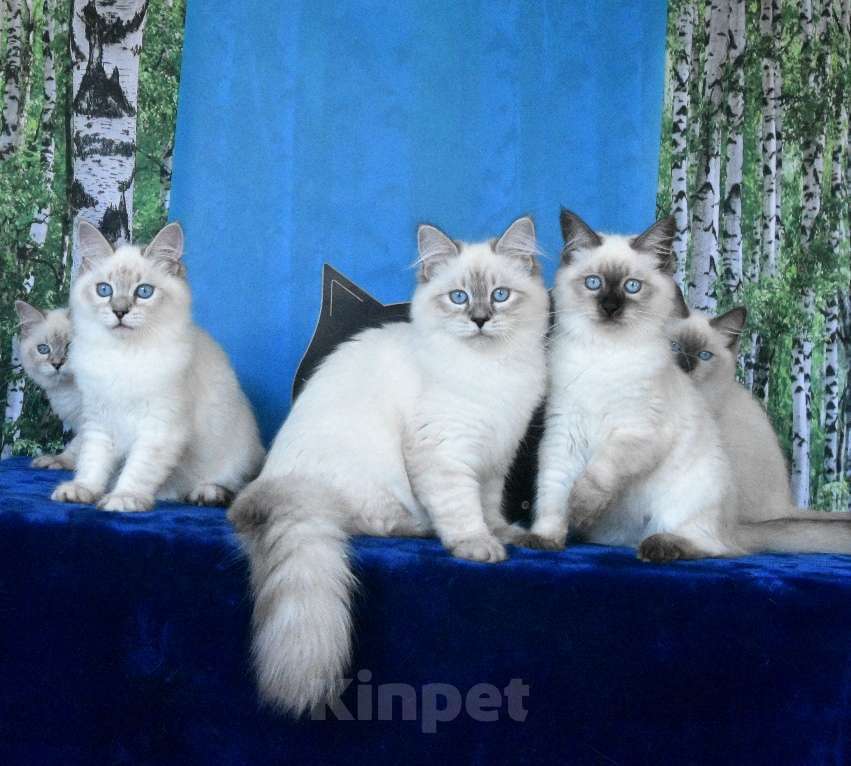 Кошки в Москве: Котята Невские маскарадные Девочка, Бесплатно - фото 1