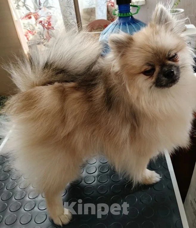 Собаки в Воскресенске: Щенок шпица Девочка, 25 000 руб. - фото 2