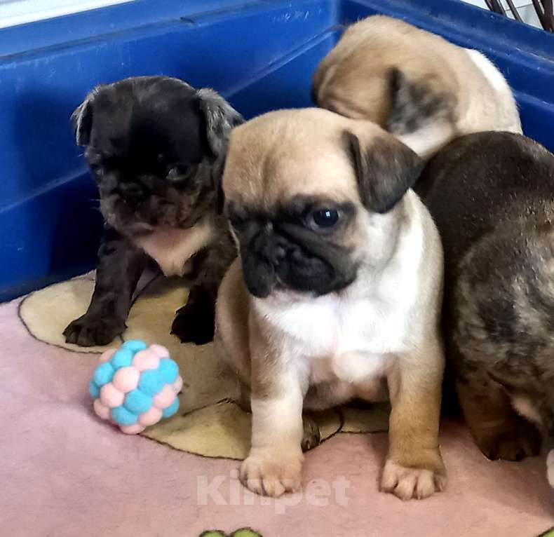 Собаки в Красногорске: Мопсики редких окрасов  Девочка, 70 000 руб. - фото 2