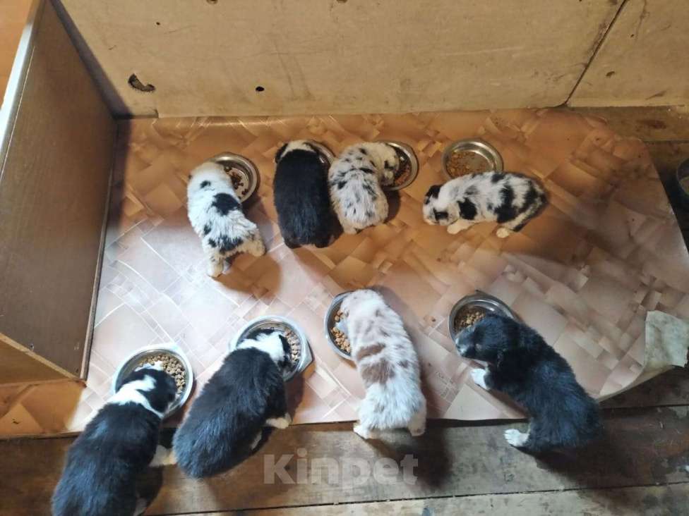 Собаки в Бикине: Очеровательная малышка  Девочка, 50 000 руб. - фото 2