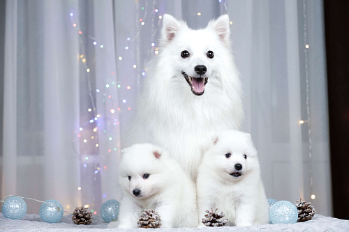 Японский шпиц щенки РКФ 