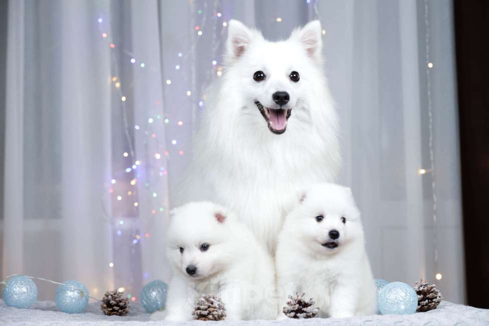 Собаки в Москве: Японский шпиц щенки РКФ  Мальчик, 50 000 руб. - фото 1