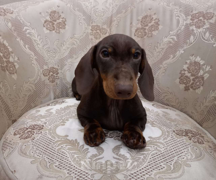 Собаки в Перми: Мальчик 1 Мальчик, 50 000 руб. - фото 1