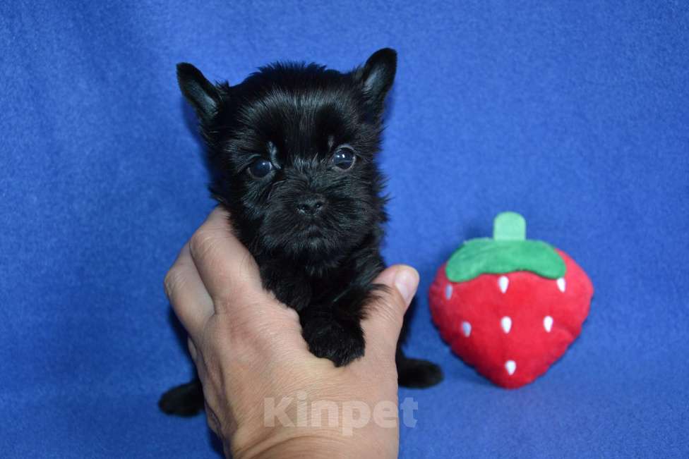 Собаки в Москве: Щенки цветного йорка- девочки  Девочка, 60 000 руб. - фото 4