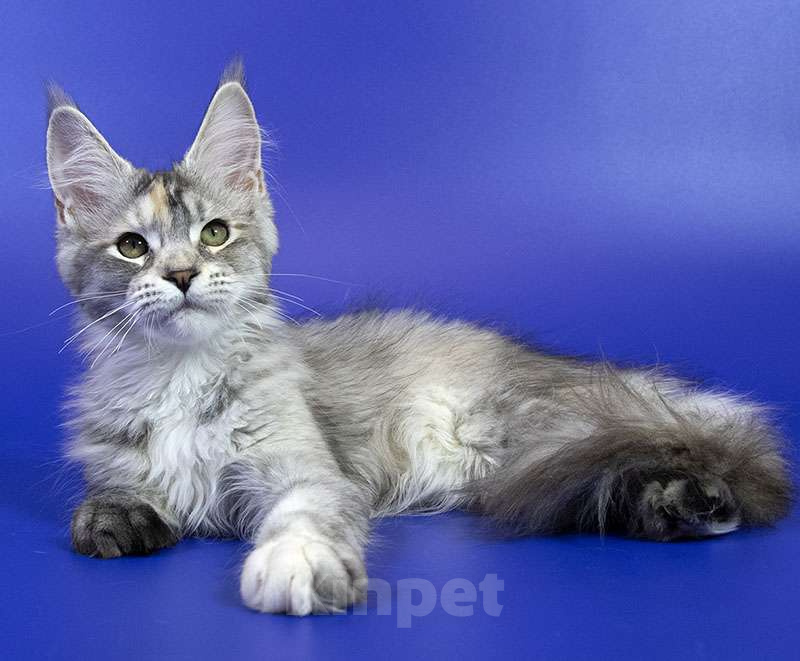 Кошки в Москве: Котенок мейн кун Девочка, Бесплатно - фото 3
