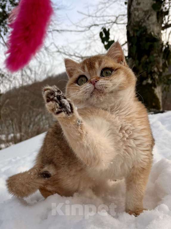 Кошки в Геленджике: Британская золотая шиншилла Мальчик, 45 000 руб. - фото 7