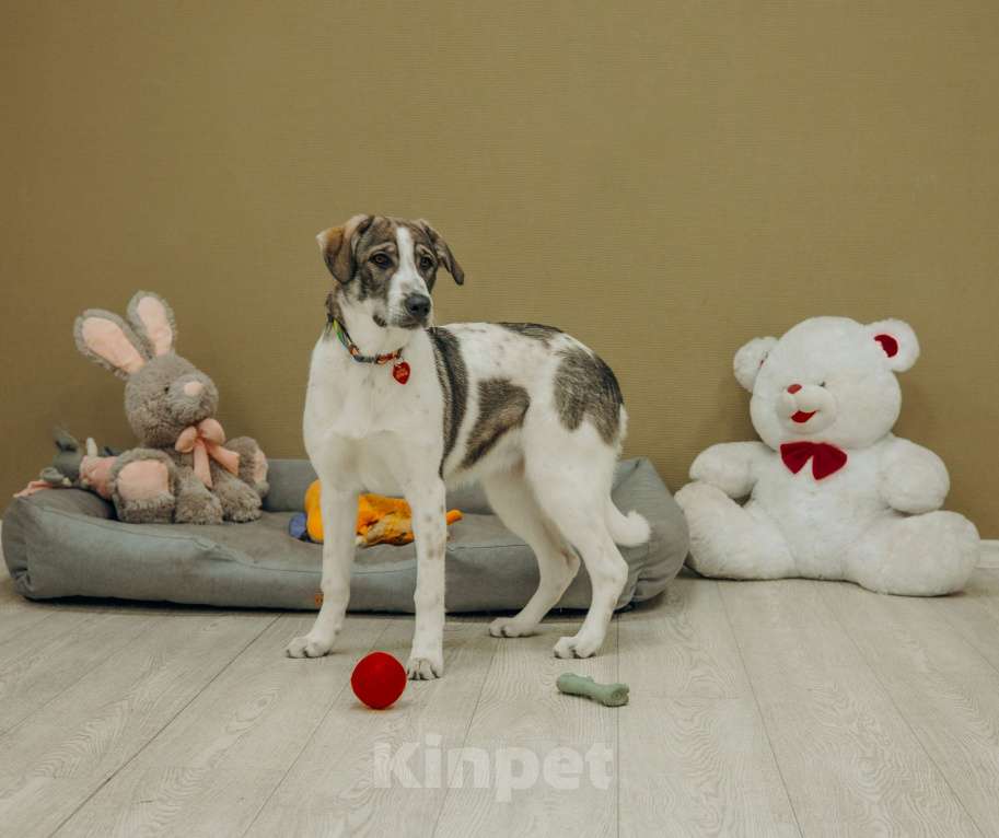 Собаки в Москве: Щенки бесплатно в Москве Девочка, Бесплатно - фото 8