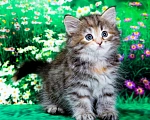 Кошки в Москве: Кошечка Иванка Девочка, 60 000 руб. - фото 1