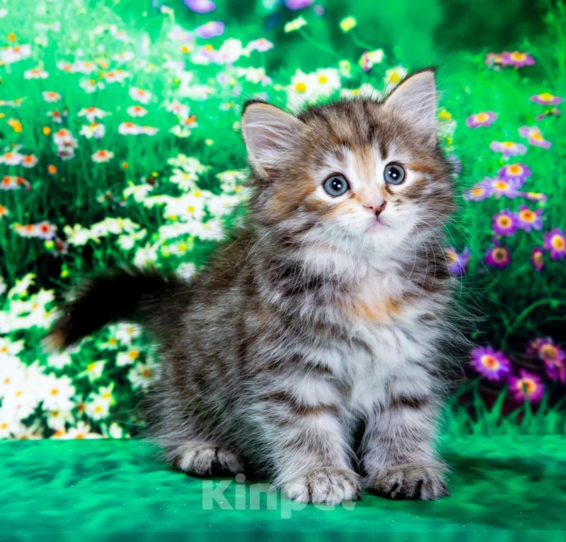 Кошки в Москве: Кошечка Иванка Девочка, 60 000 руб. - фото 1