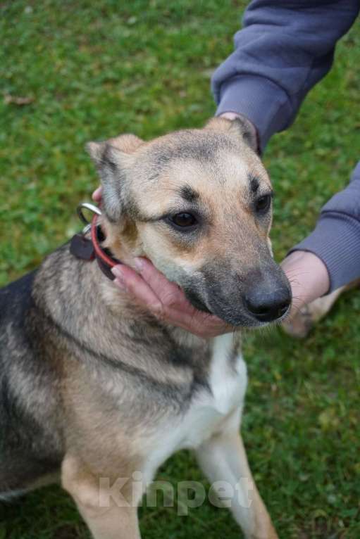 Собаки в Москве: Ласковая собачка Ласка в добрые руки Девочка, 1 руб. - фото 2