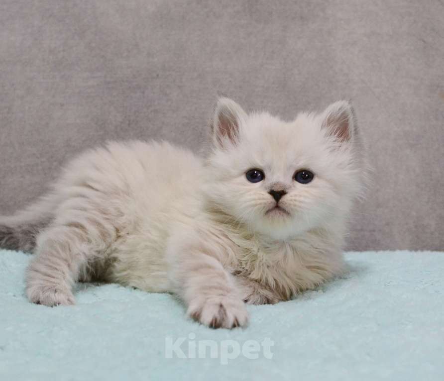 Кошки в Новочебоксарске: Сибирский котенок Невского окраса Девочка, 50 000 руб. - фото 4