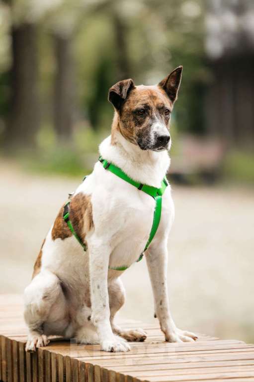 Собаки в Москве: Трогательный собакен ищет дом Мальчик, Бесплатно - фото 5