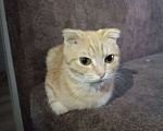 Кошки в Тюмени: Котята в хорошие руки Мальчик, Бесплатно - фото 2