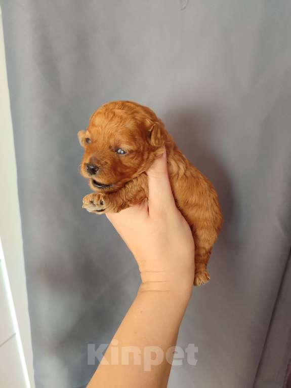 Собаки в Мытищах: Щенки той пудель Девочка, 60 000 руб. - фото 2