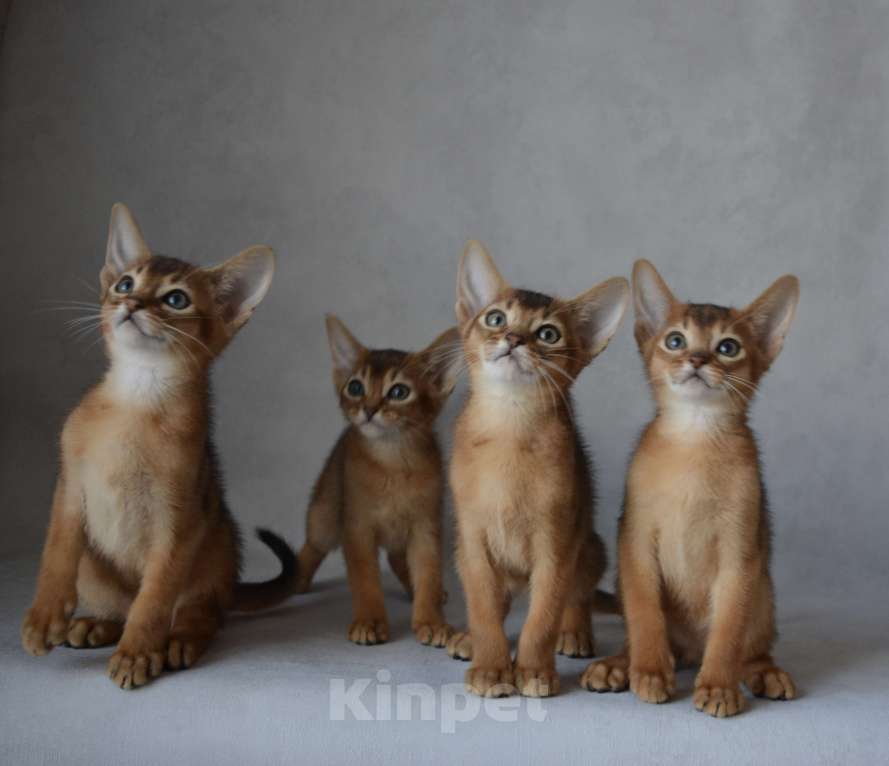 Кошки в Мытищах: Абиссинские котята Мальчик, 65 000 руб. - фото 4