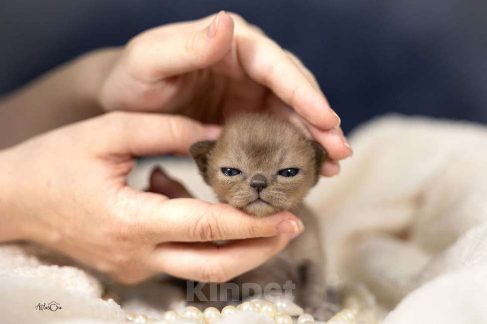 Кошки в Москве: Бурманские котята Девочка, 150 000 руб. - фото 5