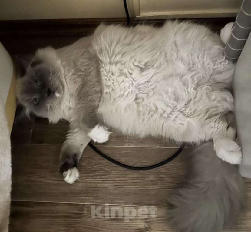 Кошки в Москве: Невские маскарадные котята  Девочка, 25 000 руб. - фото 10