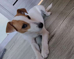 Собаки в Копейске: Джек Рассел терьер, щенок  Девочка, 15 000 руб. - фото 2