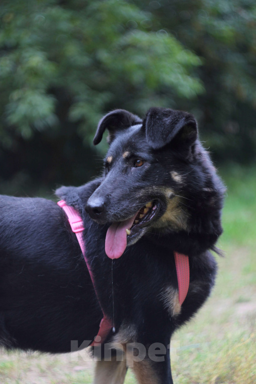 Собаки в Москве: Крупный щенок Девочка, Бесплатно - фото 7