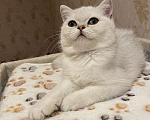 Кошки в Красногорске: Британская серебристая шиншилла  Девочка, 35 000 руб. - фото 1