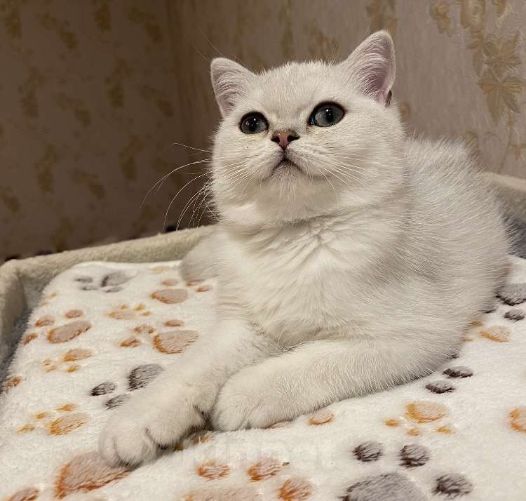 Кошки в Красногорске: Британская серебристая шиншилла  Девочка, 35 000 руб. - фото 1