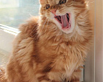 Кошки в Балашихе: Котята мейнкунята Мальчик, 40 000 руб. - фото 3
