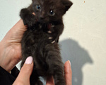 Кошки в Санкт-Петербурге: котята. коты и кошечки. есть пушистые. Разнополые, Бесплатно - фото 1