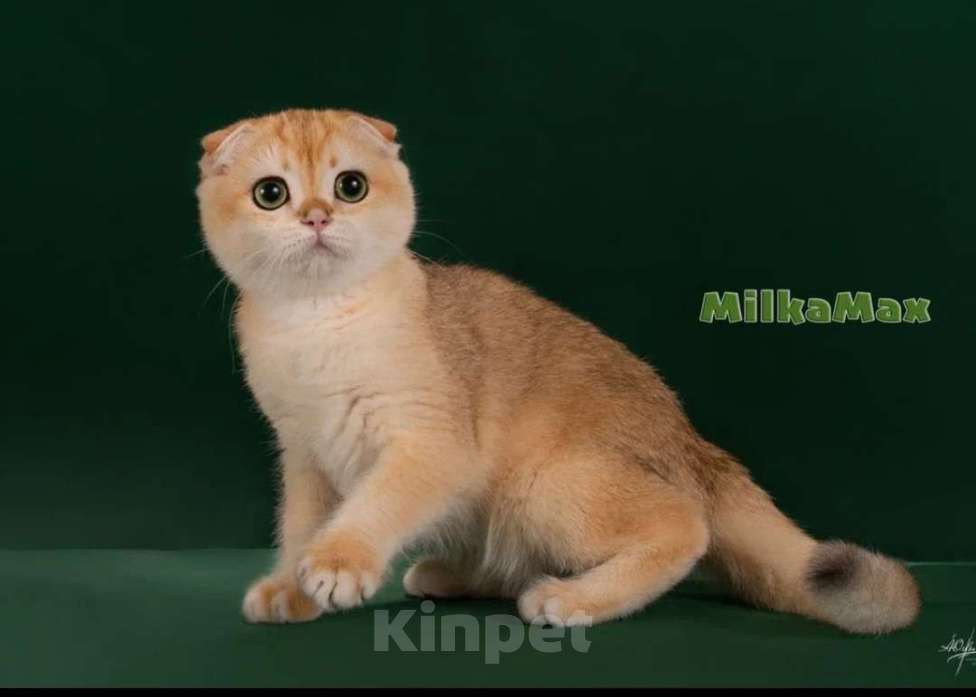 Кошки в Москве: Золотая завуалированная шиншилла 🥰  Мальчик, 60 000 руб. - фото 2