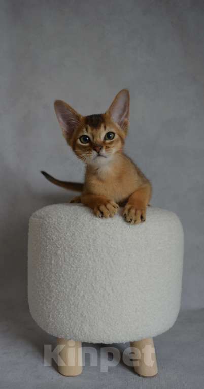 Кошки в Мытищах: Абиссинские котята Мальчик, 45 000 руб. - фото 2