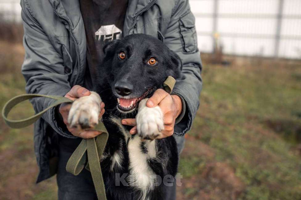 Собаки в Москве: Сева — добрый и верный пёс, который уже 6 лет ищет свою семью.  Мальчик, Бесплатно - фото 2