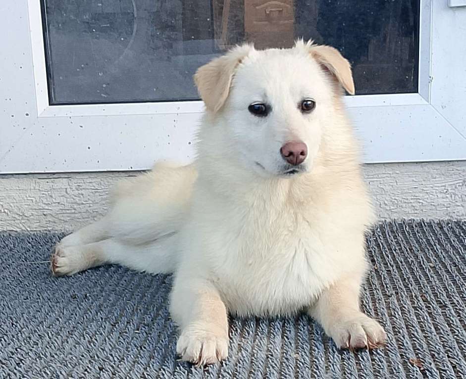 Собаки в других городах Рязанской области: Щенки в добрые руки. Разнополые, Бесплатно - фото 9