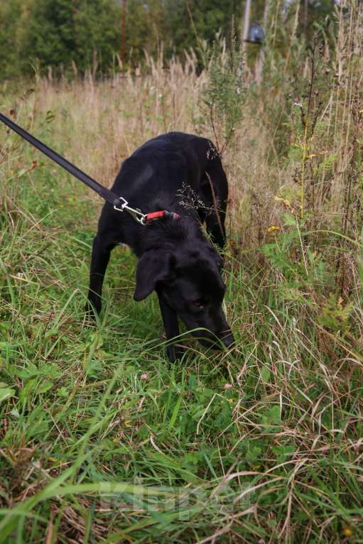 Собаки в Москве: Берта Девочка, Бесплатно - фото 7
